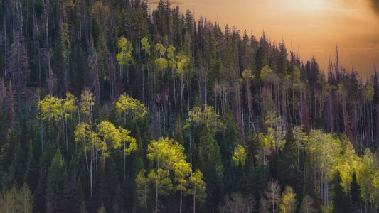 Aspen Tree Forest Picture Nature Photo, Forest Bathing Relaxation Artwork Dopamine Decor for Meditation, Bedroom, Living Room, and Office