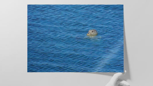 Seal Print Marine Mammal Wildlife Photography, Ocean Picture Relaxation Artwork Nature Photo
