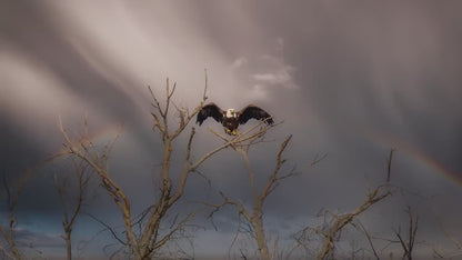 Bald Eagle Picture Wildlife Photography Wall Art, Nature Photo, Bird Photography, Rustic Cabin Decor, Office or Dorm Room Wall Decor