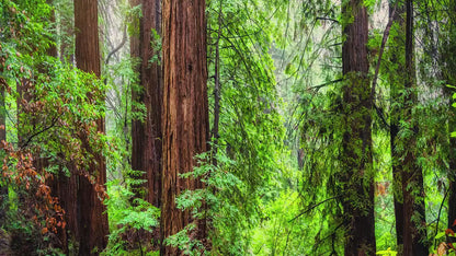 Redwood Trees Forest Picture Sunrise Nature Photo, Forest Bathing House Decor, Relaxing Wall Art for Meditation, Home and Office