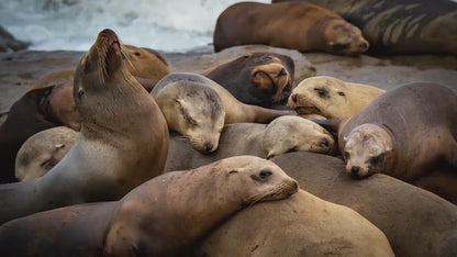California Sea Lion Marine Mammal Wildlife Photography, Ocean Animals Wall Art, Nature Lover Gift, Marine Biology Artwork