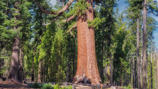 Giant Sequoia Tree Forest Picture Nature Photo, Yosemite Redwood Trees, Forest Bathing for Nature Lovers, House and Office