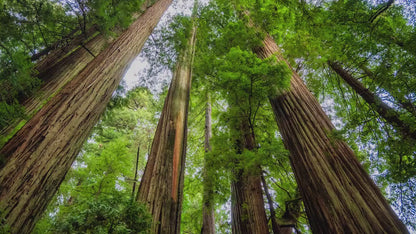 Redwood Trees Forest Picture Nature Photo | Forest Bathing Relaxation Decor for Meditation, House, and Office
