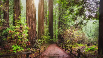 Redwood Trees Forest Picture Nature Photo, Forest Bathing in Muir Woods Wall Art for House Decor Gifts for Tree & Nature Lovers