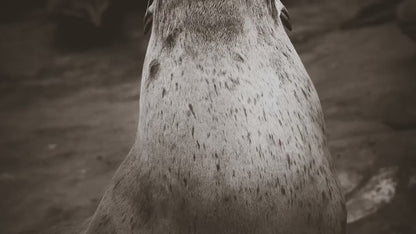California Sea Lion Marine Mammal Wildlife Photography, Ocean Animals, Coastal House Decor, Nature Lover Gift, Marine Biology Artwork
