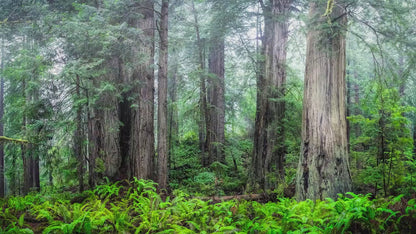 Redwood Trees Forest Picture Nature Photo, Forest Bathing in Misty California Redwoods Wall Art, for Relaxation in the Home and Office