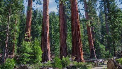 Giant Sequoia Tree Forest Picture Nature Photo, Redwood Trees Forest Bathing Decor, Relaxation Artwork for Home or Office