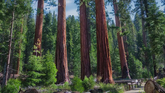 Giant Sequoia Tree Forest Picture Nature Photo, Redwood Trees Forest Bathing Decor, Relaxation Artwork for Home or Office