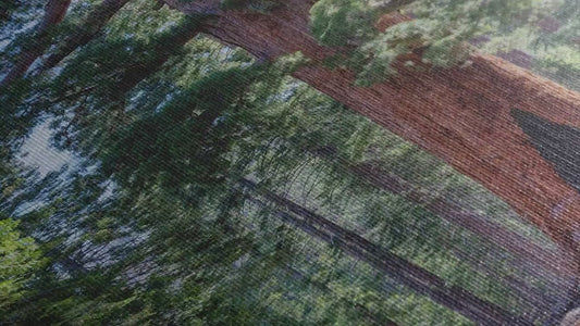 Giant Sequoia Tree Forest Picture Nature Photo, Yosemite Redwood Trees, Mariposa Grove Tree Hugger Decor, Forest Bathing for Relaxation