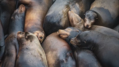 California Sea Lion Marine Mammal Wildlife Photography, Ocean Animals Nursery Decor, Relaxation Artwork for Beach-Themed Rooms