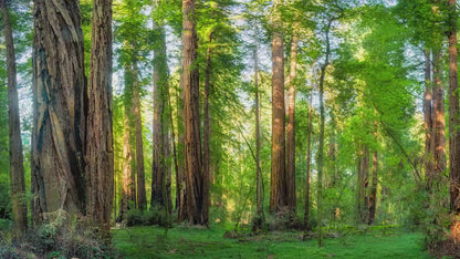 Redwood Trees Forest Picture Nature Photo, Forest Bathing Relaxation Artwork for Calming Meditation, Office and House Decor