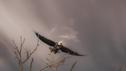 Soaring Bald Eagle Picture Wildlife Photography Wall Art, Nature Photo, Bird Photography, Rustic Cabin Decor, Office or Dorm Room Wall Decor