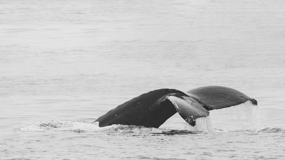 Humpback Whale Tail Print Black and White Sealife Décor, Coastal Wall Art Whale Poster, Ocean Nursery Kids Room Decor, Wildlife Photography