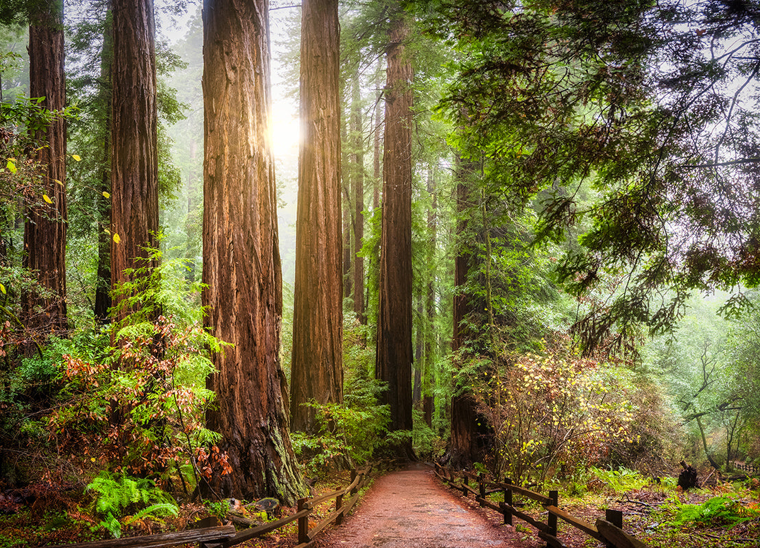 A scenic view of a redwood forest path with tall redwood trees, lush green ferns, and sunlight filtering through the misty forest canopy.