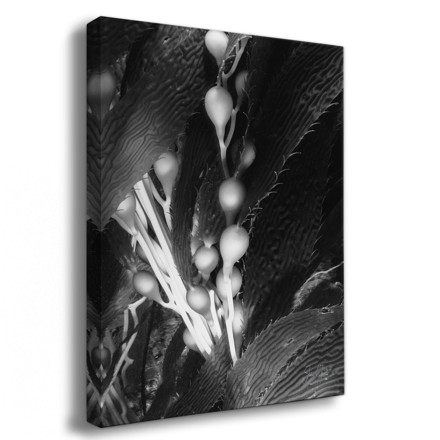 Release | Black & White Underwater Photograph, Limited Edition Ocean Fine Art