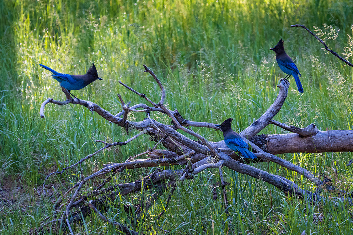 Three blue jays perched on a fallen tree branch in a grassy outdoor setting.