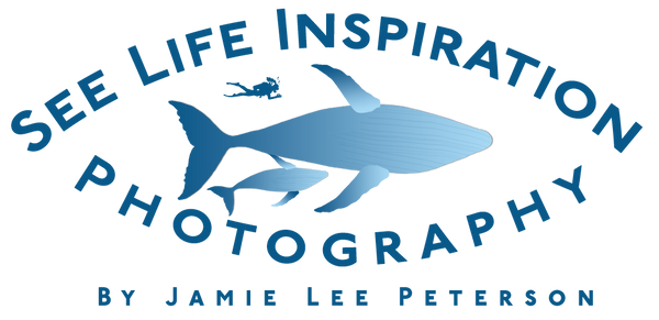 See Life Inspiration Photography by Jamie Lee Peterson
